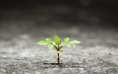 Surviving or Thriving?